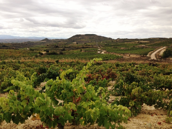 Visita_Luis_Cañas_Amaren_detalle_viñedo
